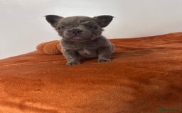 French Bulldog dogs for sale: Fluffy FrenchBulldogs - Image 5