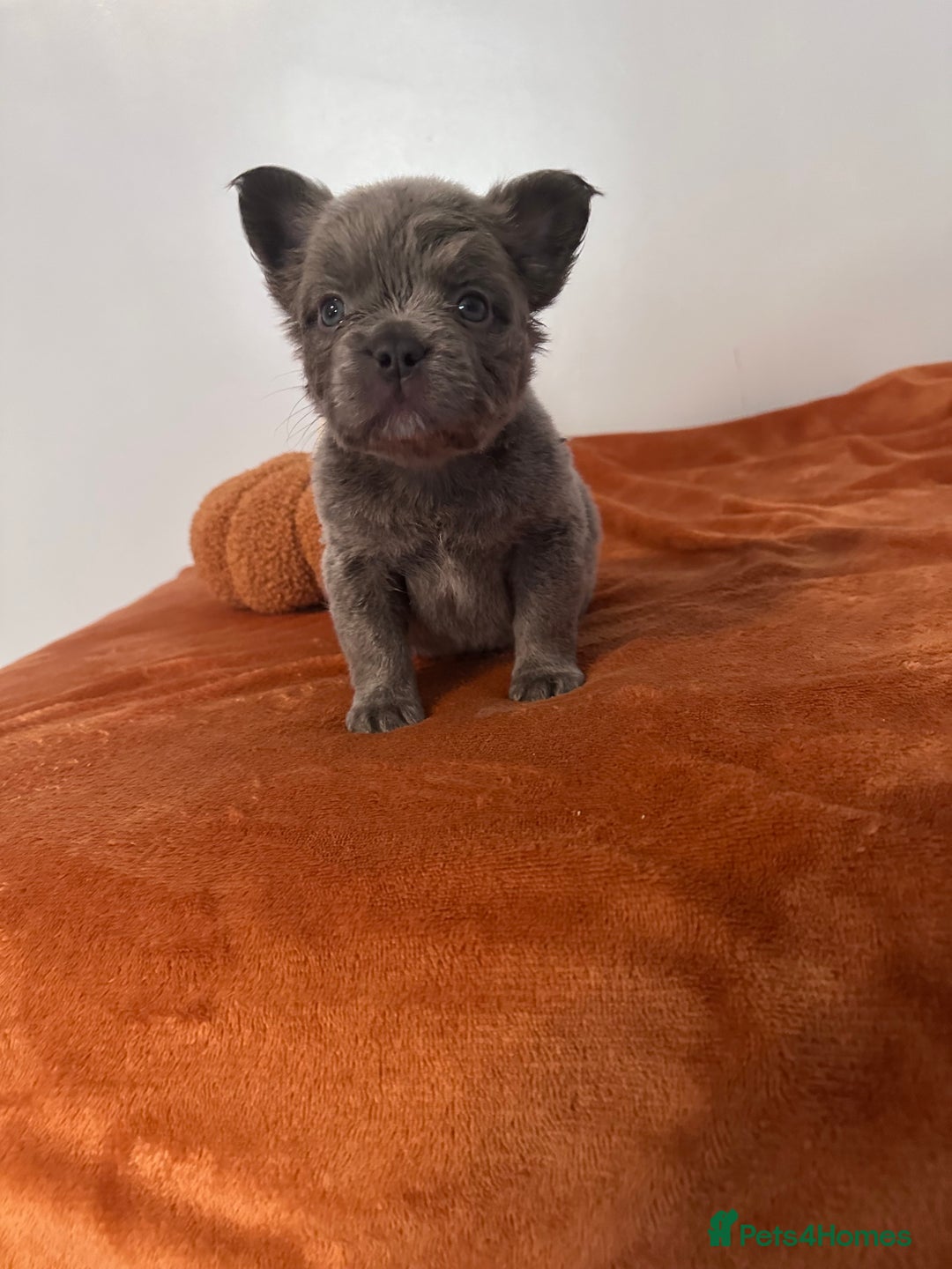 French Bulldog dogs for sale: Fluffy FrenchBulldogs - Image 5