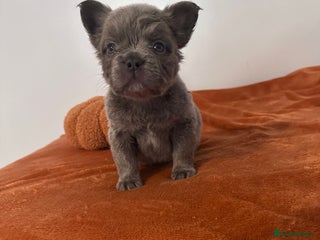 French Bulldog dogs - Advert 27