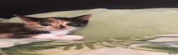 Mixed Breed cats for sale: Beautiful kittens!!  - Advert 6