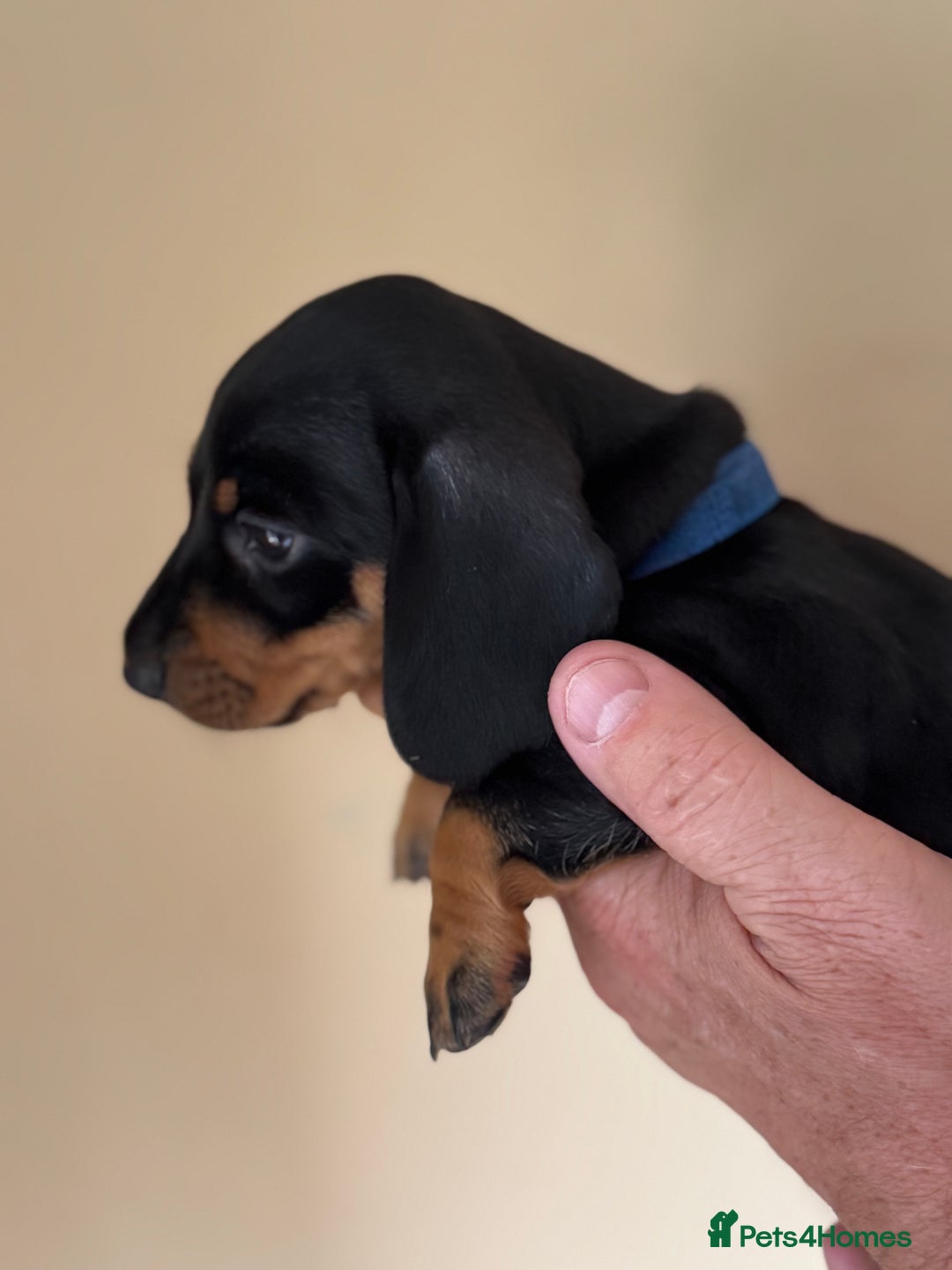 Miniature Dachshund dogs for sale: KC REGISTERED MINIATURE DACHSHUND BLACK AND TAN - Image 11