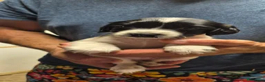 English Springer Spaniel 5