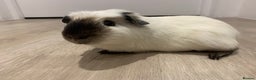 Guinea Pig rodents for sale: Re-Homing Two Young Guinea - Advert 3