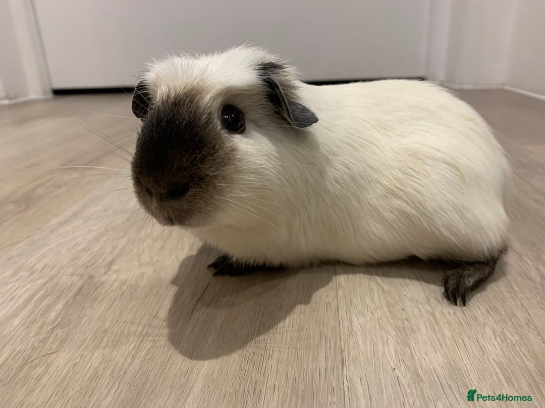 Guinea Pig rodents for sale: Re-Homing Two Young Guinea - Advert 3