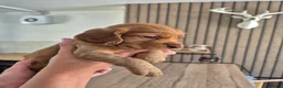 Sprocker dogs for sale: Fox red sprocker puppies - Advert 4