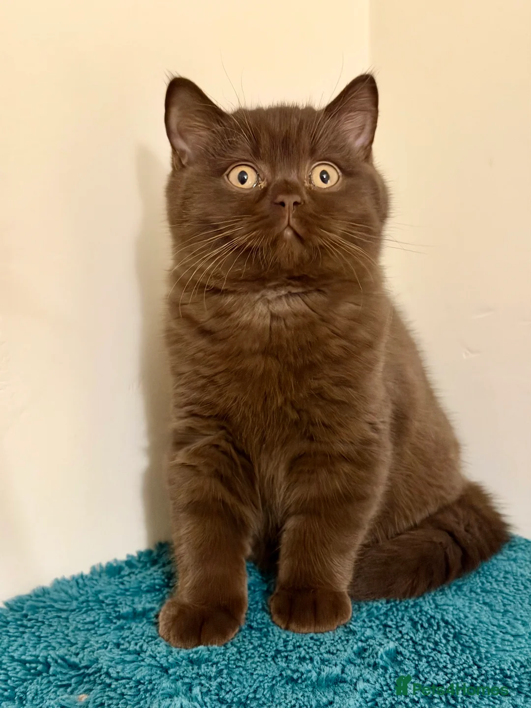 British Shorthair cats for sale: BSH chocolate boys TICA registration  - Advert 8