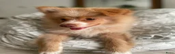 Pomeranian dogs for sale: 🐾 Beautiful Home-Raised Pomeranian Puppies   - Advert 22