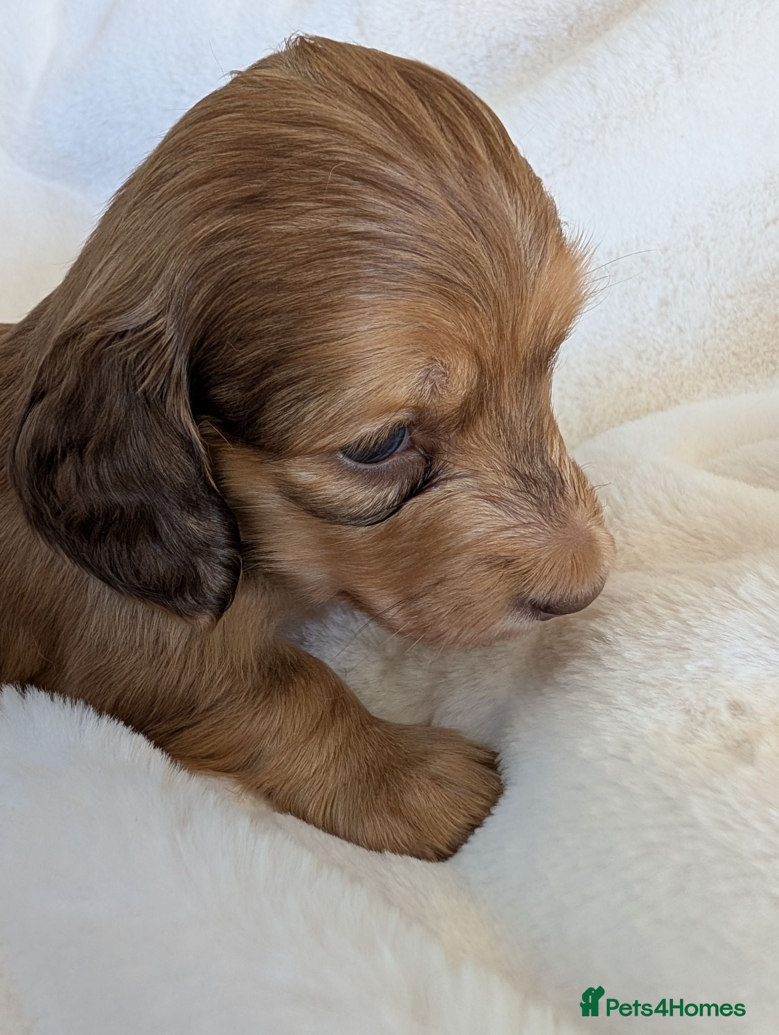 Miniature Dachshund dogs Beautiful boys - Advert 2