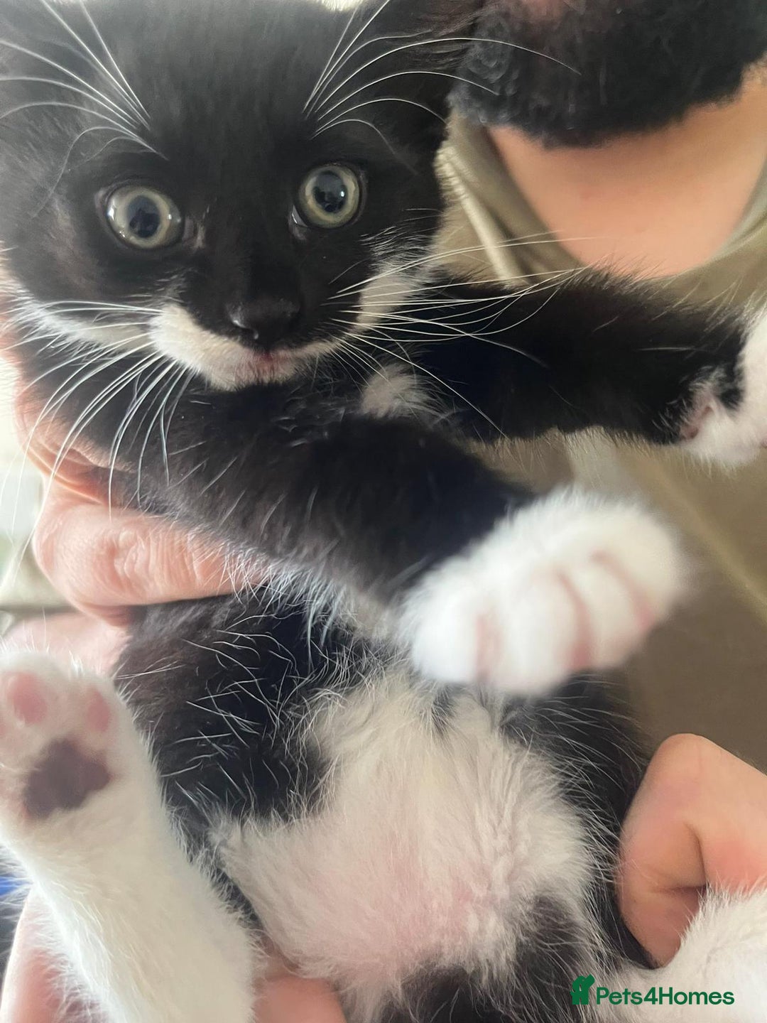 Domestic Shorthair cats for sale: Beautiful kittens  - Image 2