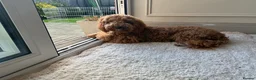 Cockapoo dogs for sale: Two Cockapoo (9 month)  - Advert 21