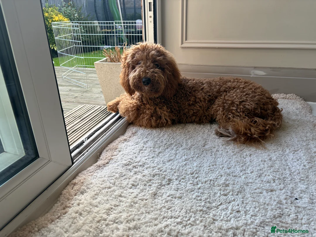 Cockapoo dogs for sale: Two Cockapoo (9 month)  - Advert 21