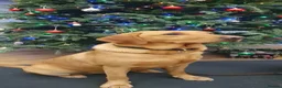 Labrador Retriever dogs for sale: Fox red Labrador bitch in Bristol - Advert 3