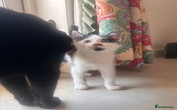 Domestic Shorthair cats for sale: Kittens for Sale!!! - Image 6