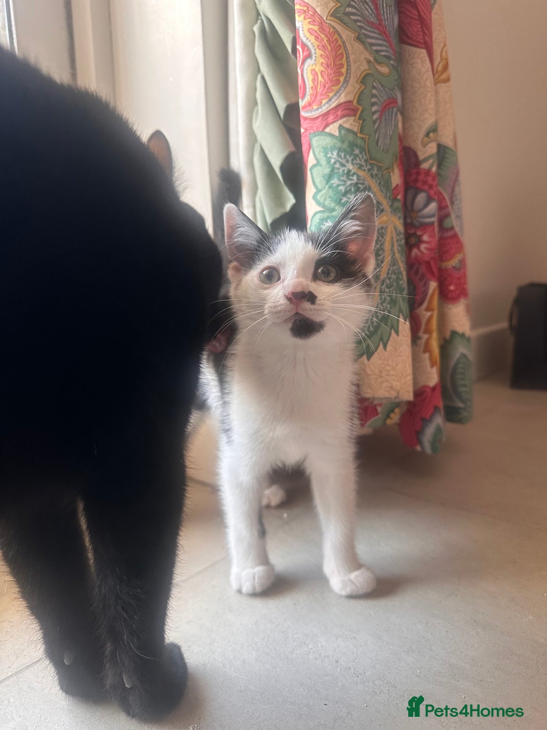 Domestic Shorthair cats for sale: Kittens for Sale!!! - Image 6