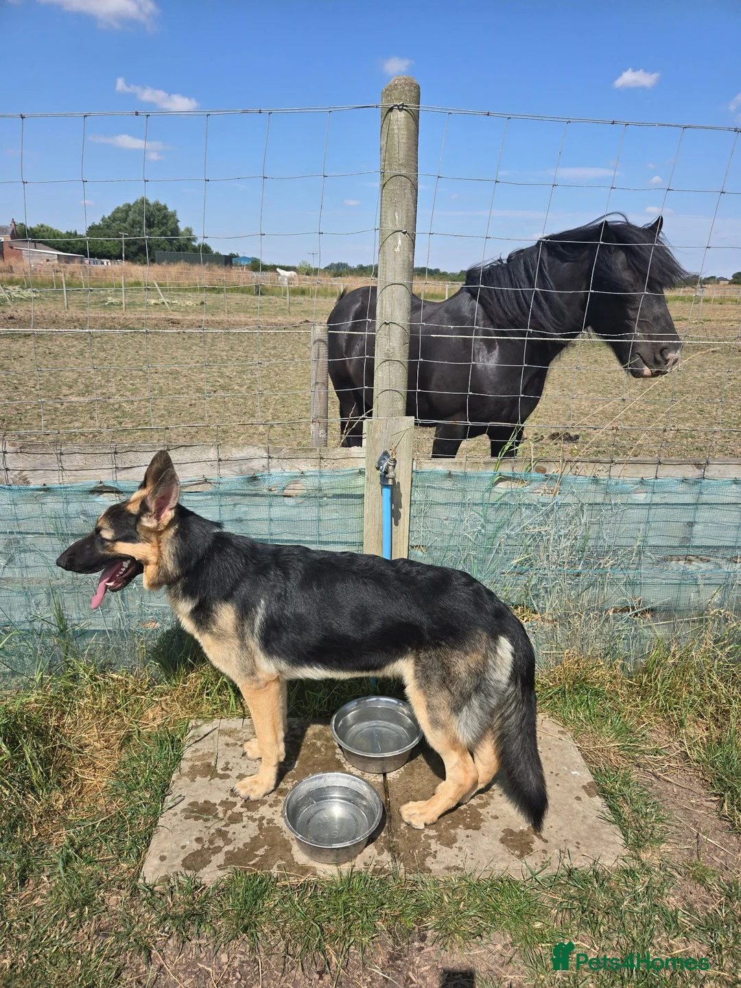 German Shepherd dogs for stud: Harvonock's King Koda @ stud - Advert 28