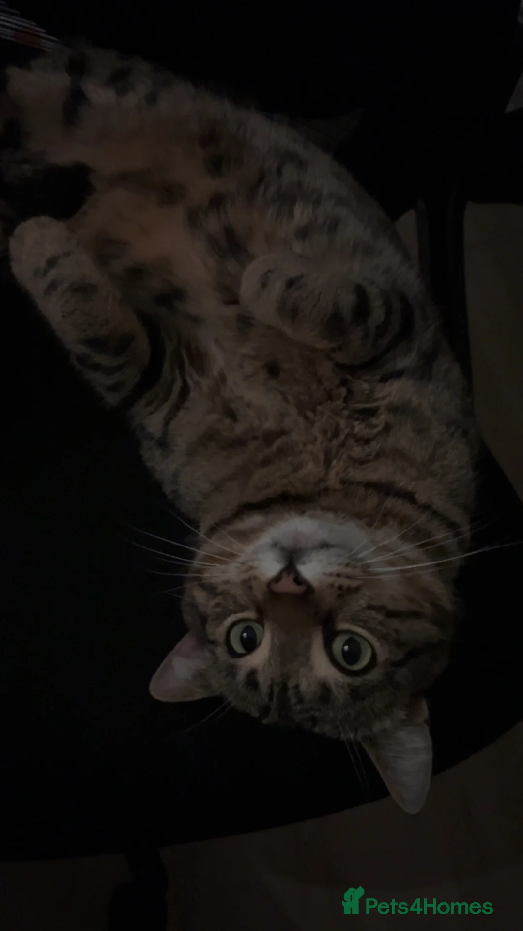 Bengal cats for sale: 3 Year Old, Male, Handsome Bengal Cross - Advert 2