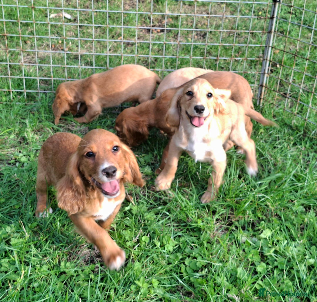 Cocker Spaniel dogs for sale: Working type cocker spaniel boys - Image 22