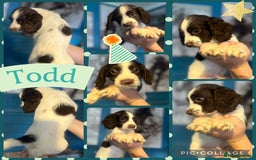 Sprocker dogs for sale: Sprocker puppies - Image 2