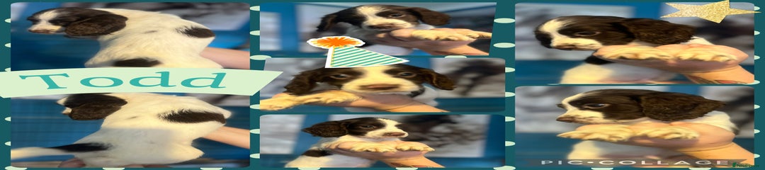 Sprocker Puppy 2