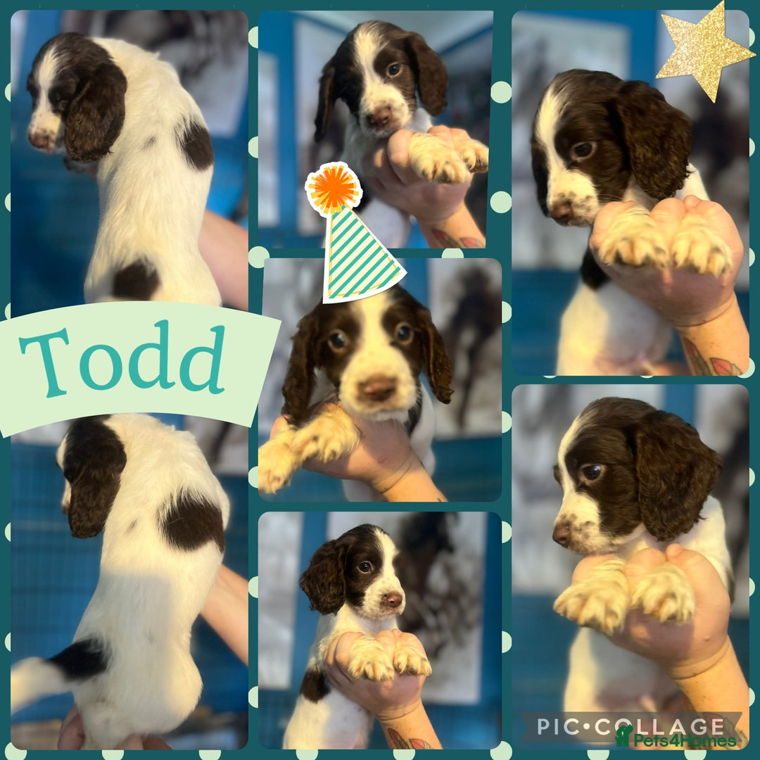 Sprocker dogs for sale: Sprocker puppies - Image 2