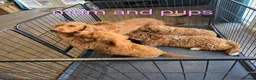 Labradoodle dogs for sale: Adorable F1B Miniature Labradoodle Pups 🐾🩷 - Advert 38