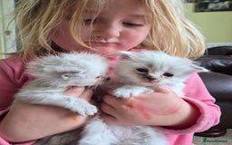 Mixed Breed cats for sale: One little kitten left to pick from - Image 10