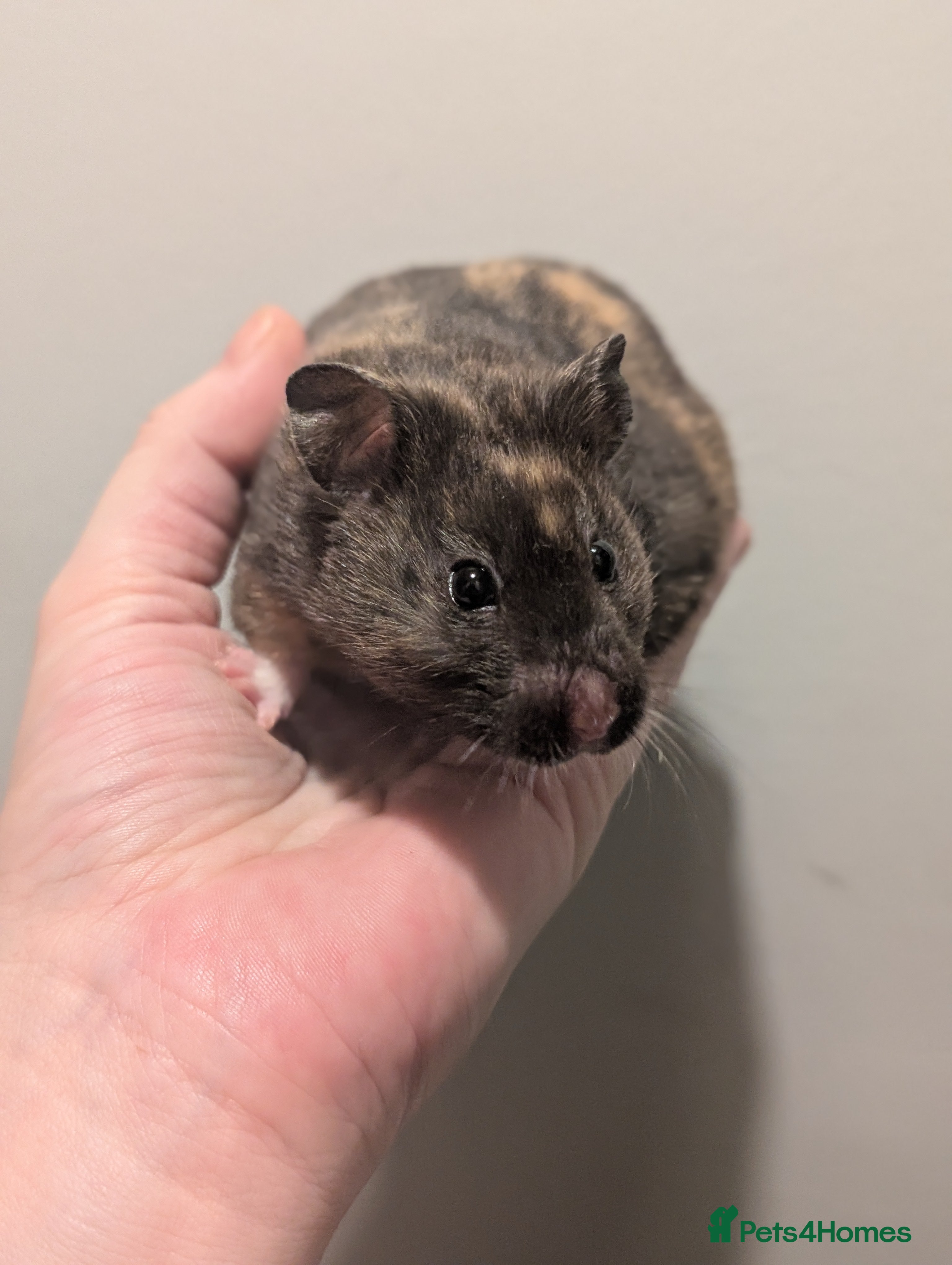 Hamster rodents Pedigree syrian hamsters  - Advert 10