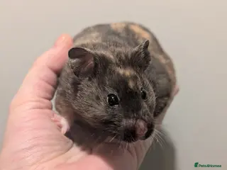 Hamster rodents Pedigree syrian hamsters - Advert 10