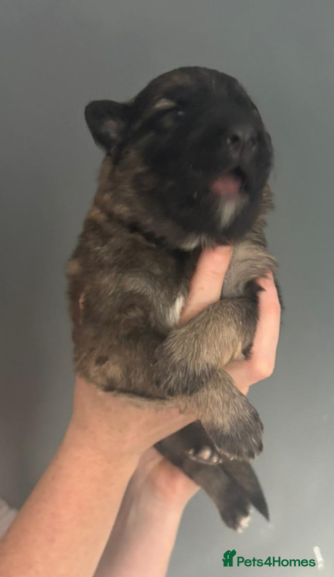 German Shepherd dogs for sale: German Shepherd pups - Image 7