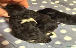Mixed Breed dogs for sale: Rare SILVER 3/4 Asian Poodle puppies  - Image 4