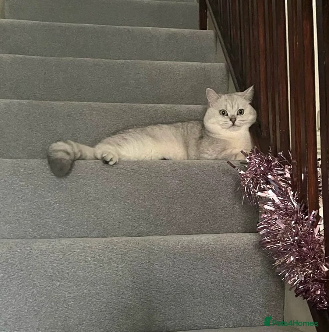 British Shorthair cats for stud: ACTIVE reg 𝑮𝑪𝑪𝑭/TICA BSH CHINCHILLA 🏆 in Ilford - Advert 13