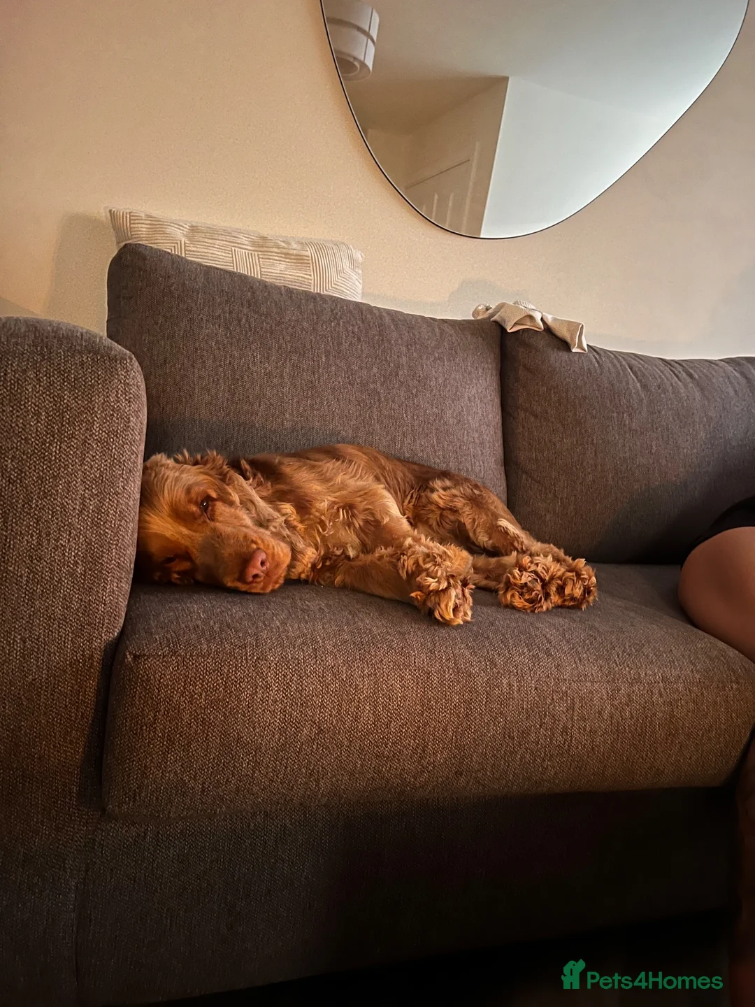 Cocker Spaniel dogs for sale: Cocker Spaniel 3 years old - Mowgli in Stafford - Advert 7