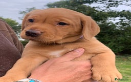 Labrador Retriever dogs for sale: Red Fox Labrador Puppies  - Image 3