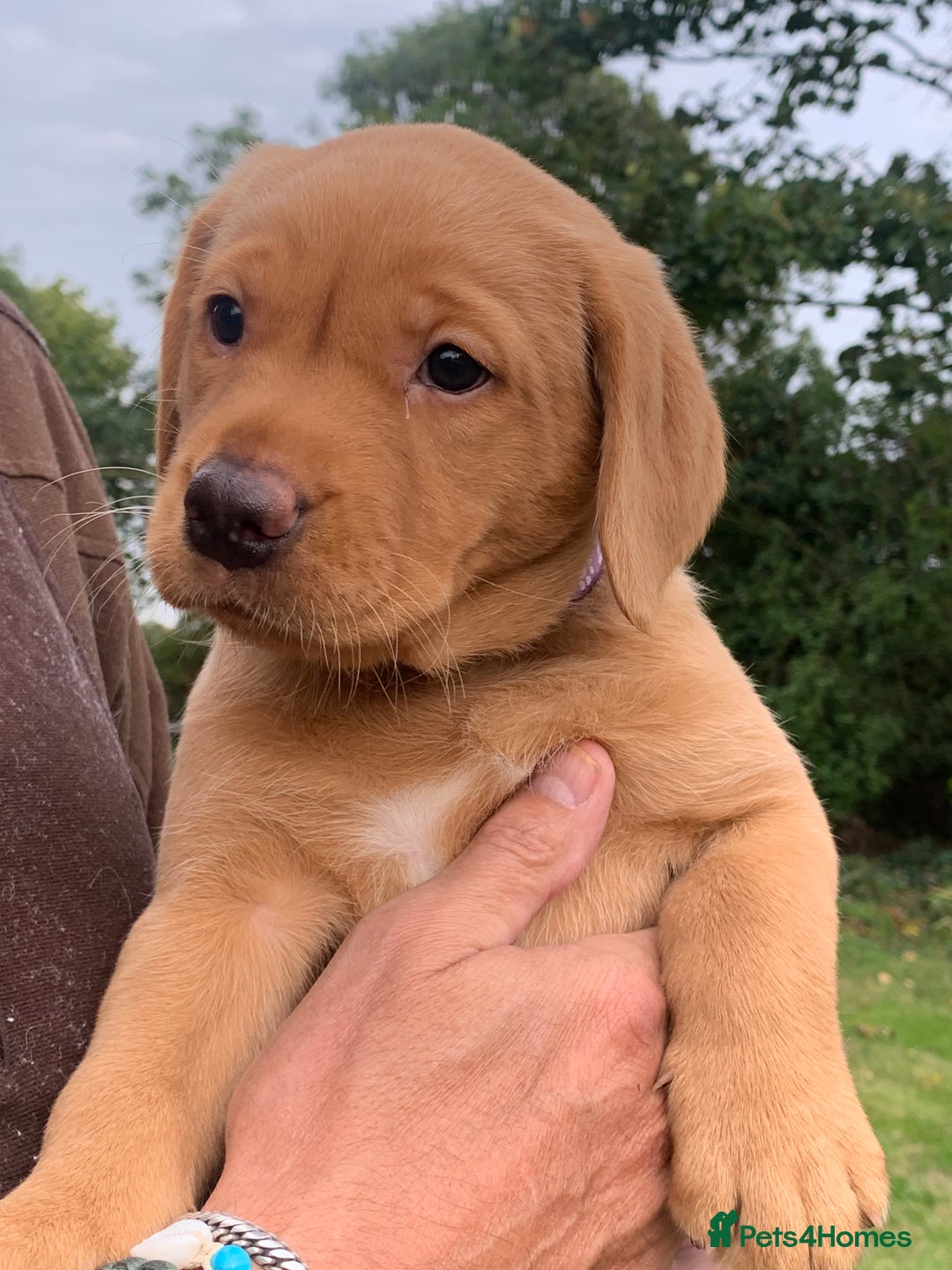 Labrador Retriever dogs for sale: Red Fox Labrador Puppies  - Image 3