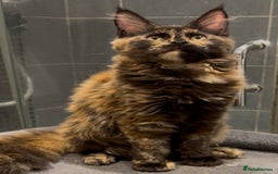 Maine Coon cats for sale: Adorable Maine Coon kitten remaining in Wallington - Image 3