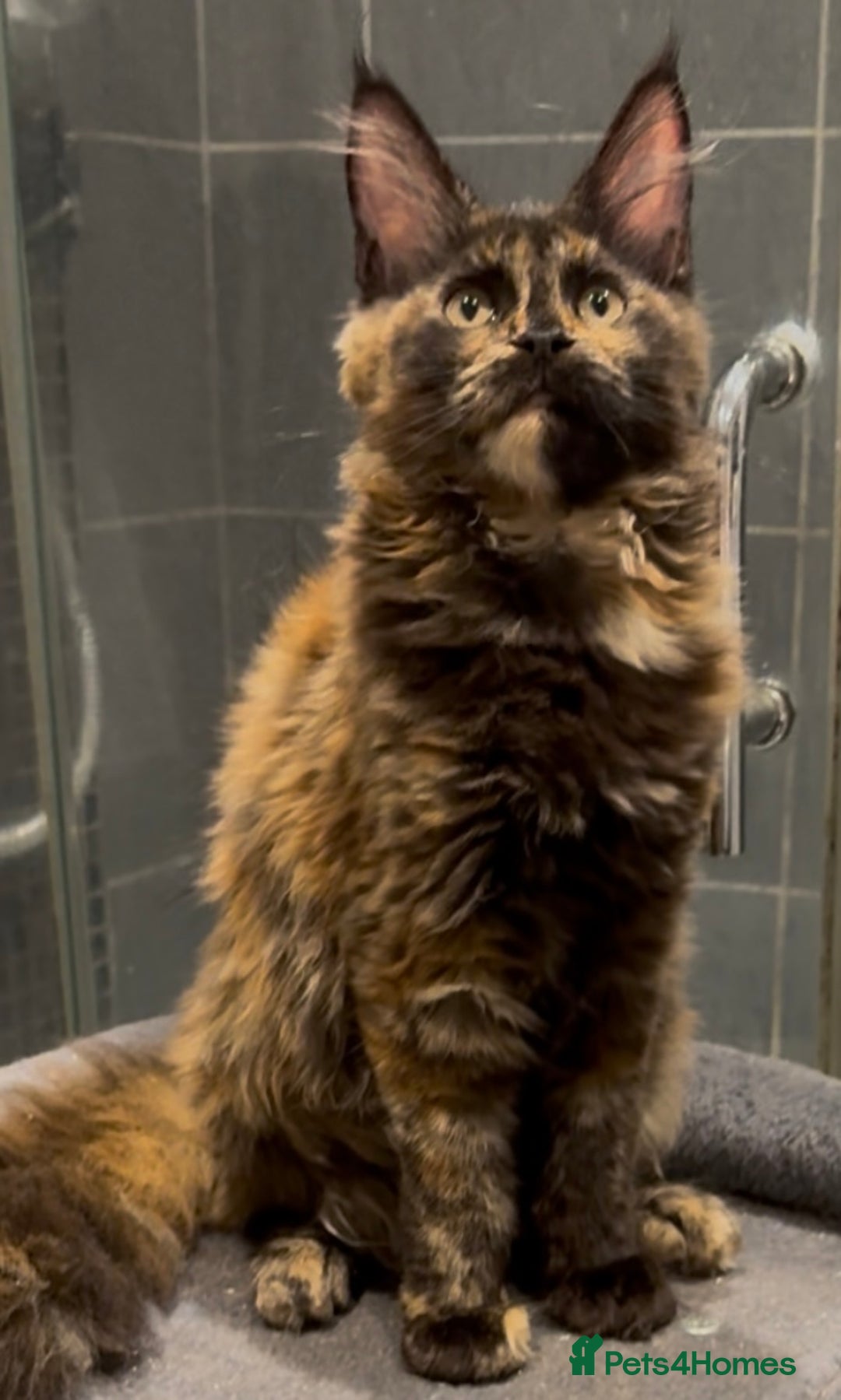 Maine Coon cats for sale: Adorable Maine Coon kitten remaining in Wallington - Image 3
