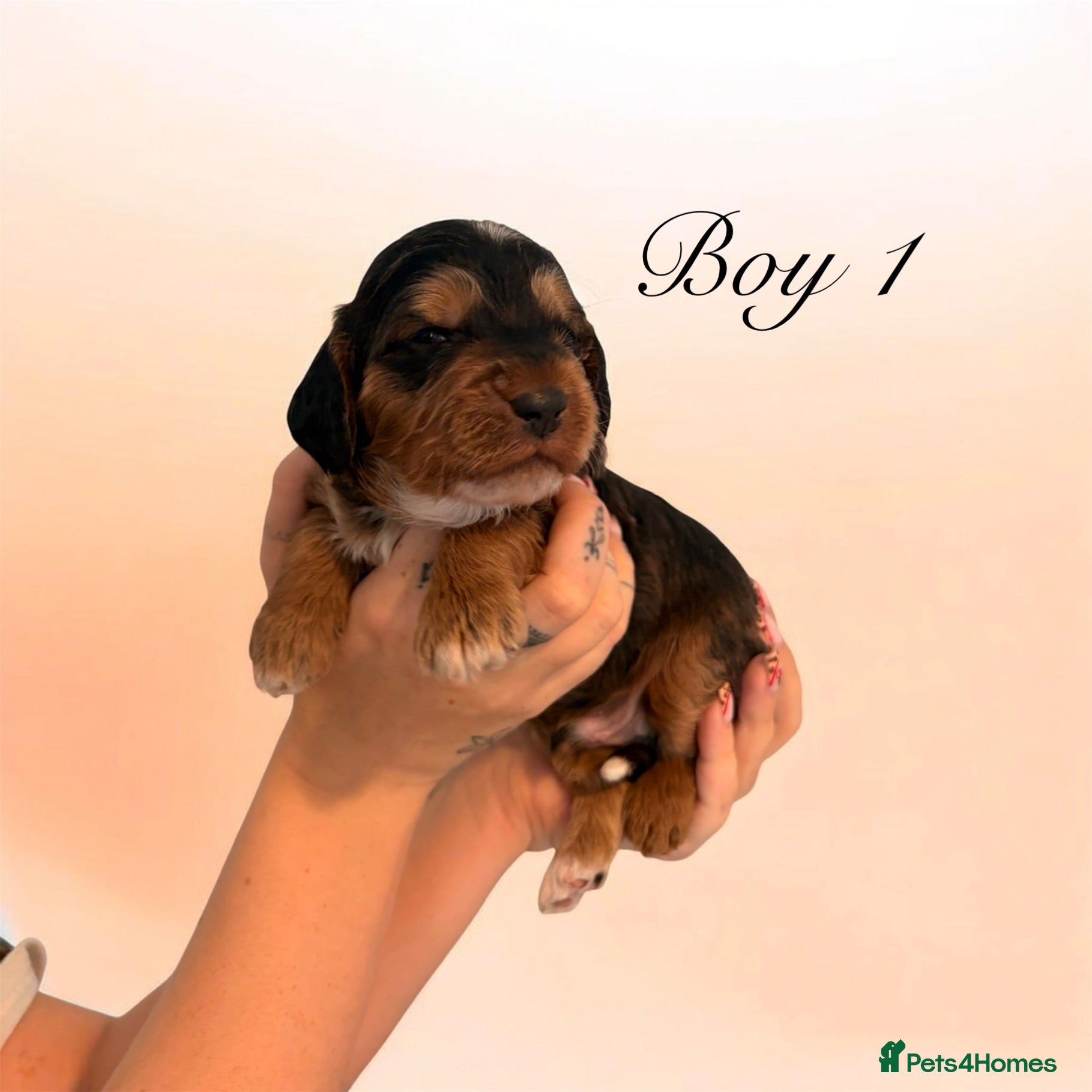Cockapoo dogs Outstanding F1 show type miniature cockapoos - Advert 14