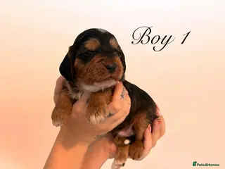 Cockapoo dogs Outstanding F1 show type miniature cockapoos - Advert 2