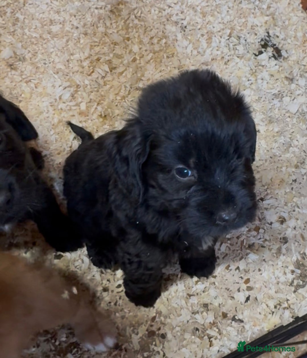 Cockapoo dogs for sale: Cockapoo puppies - Image 6