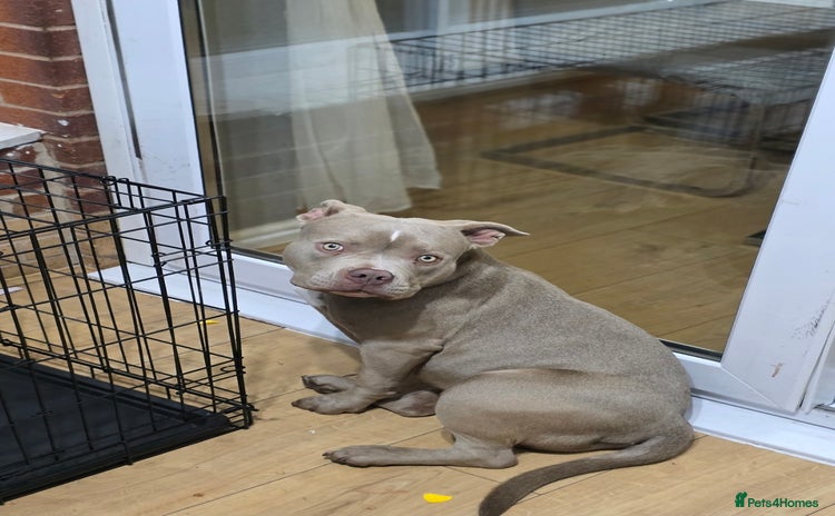 American Bully dogs - Advert 6