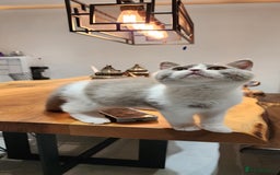 British Shorthair cats for sale:  Two Adorable Male Kittens 😸 ✨ - Image 1