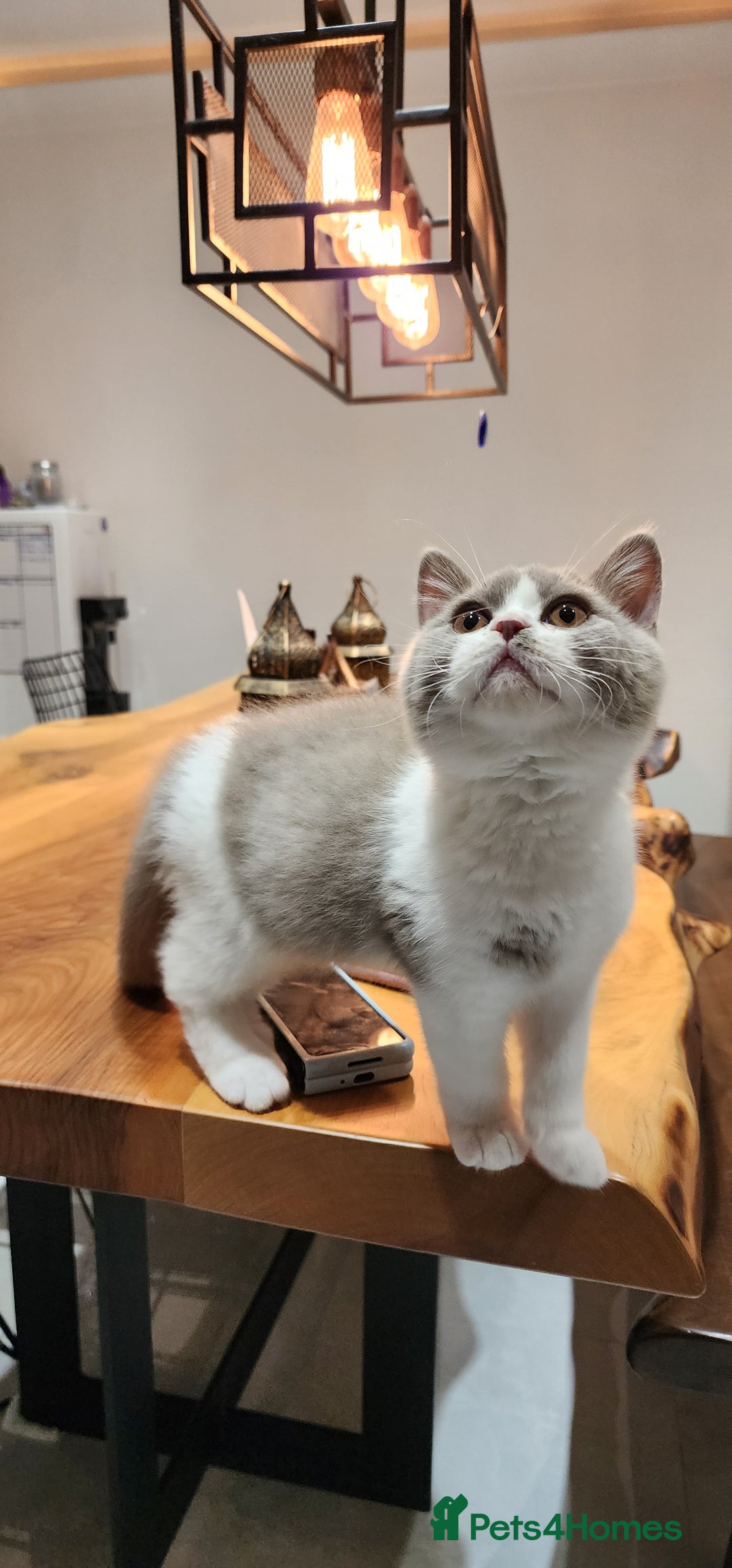British Shorthair cats for sale:  Two Adorable Male Kittens 😸 ✨ - Image 1