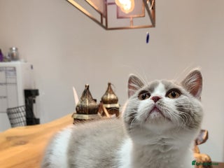 British Shorthair cats - Advert 15