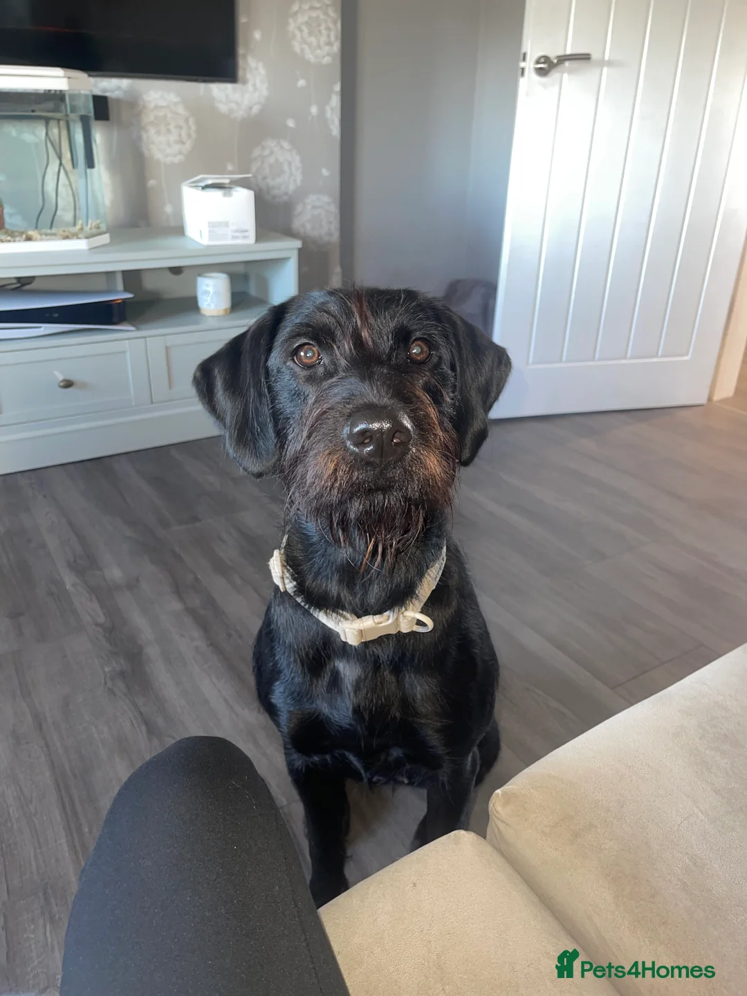 German Wirehaired Pointer dogs for sale: German Wired Haired Pointer in Port Glasgow - Advert 1