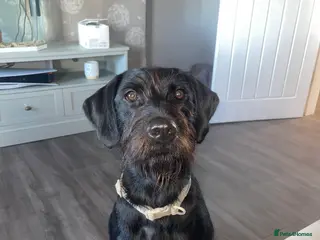 German Wirehaired Pointer dogs German Wired Haired Pointer in Port Glasgow - Advert 14