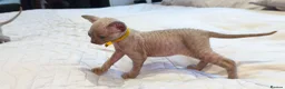 Sphynx cats for sale: Stunning Blue/Grey Sphynx Kitten ** All GONE *** - Advert 7