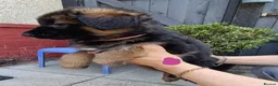 German Shepherd dogs for sale: PUPPIES FOR SALE - Advert 7