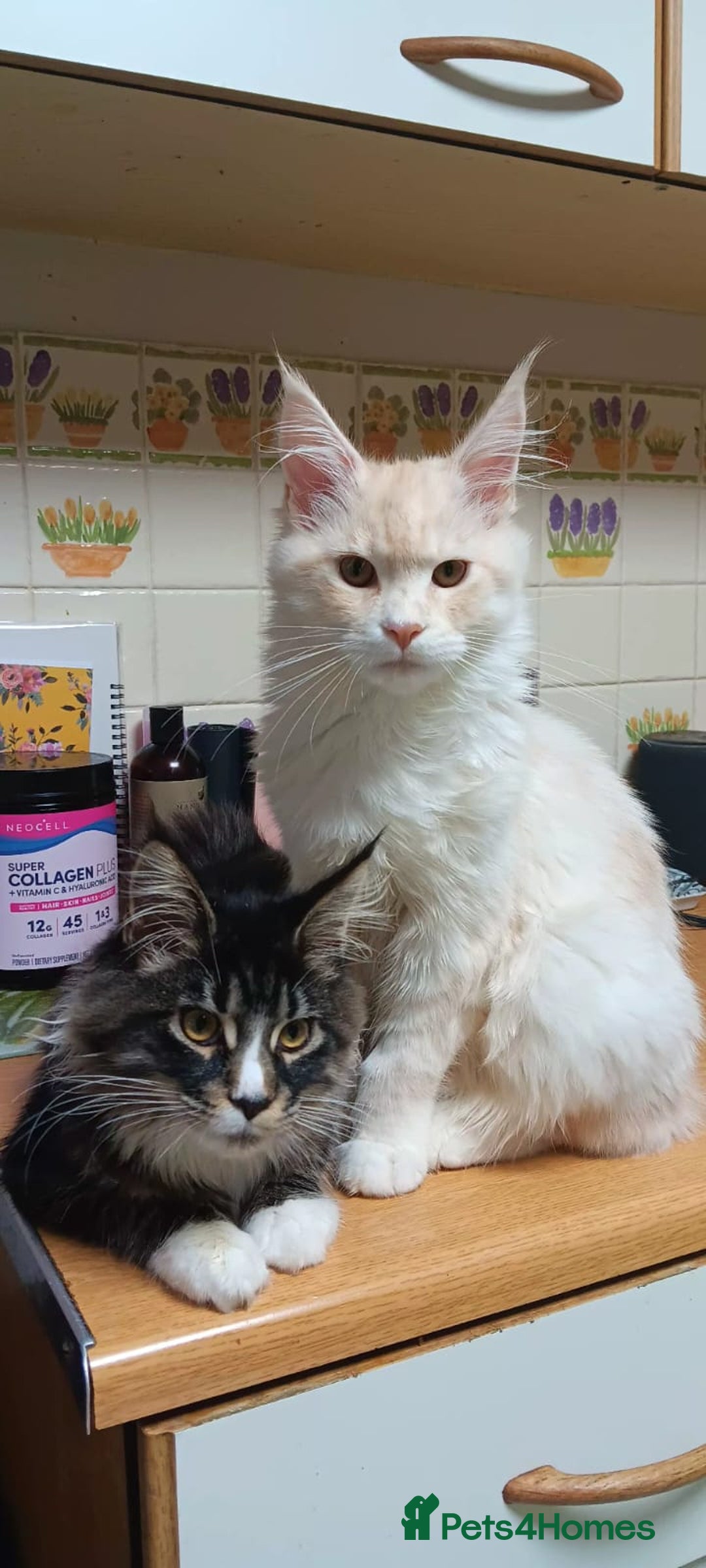 Maine Coon cats for sale: 2 Mainecoon boys - Advert 3