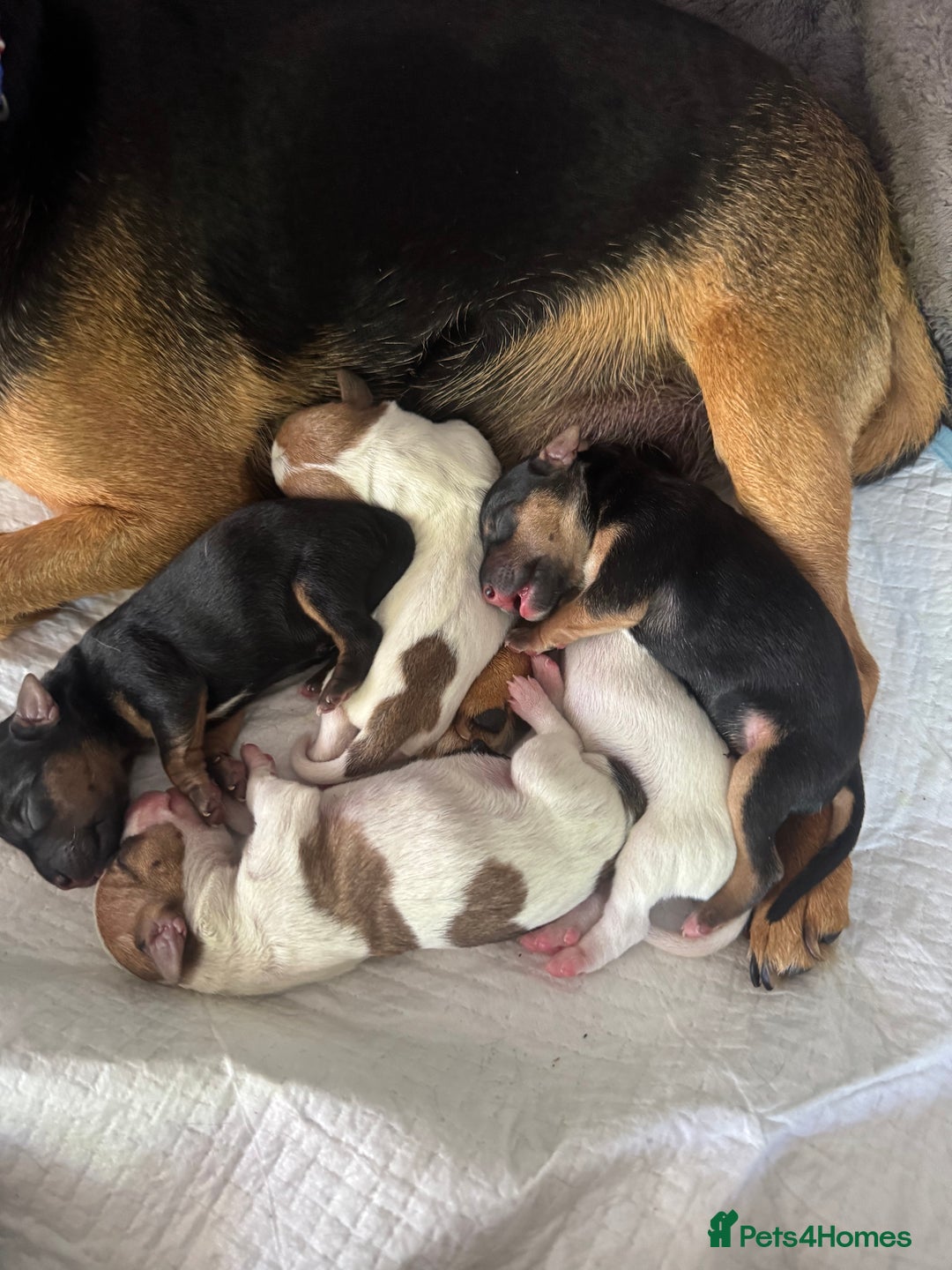 Jack Russell dogs for sale: Jack russell boy ready for collection  - Image 5