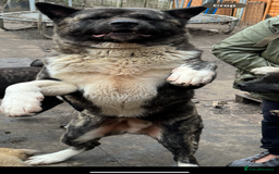 Akita dogs for sale: Chunky healthy big Akita puppies - Image 2